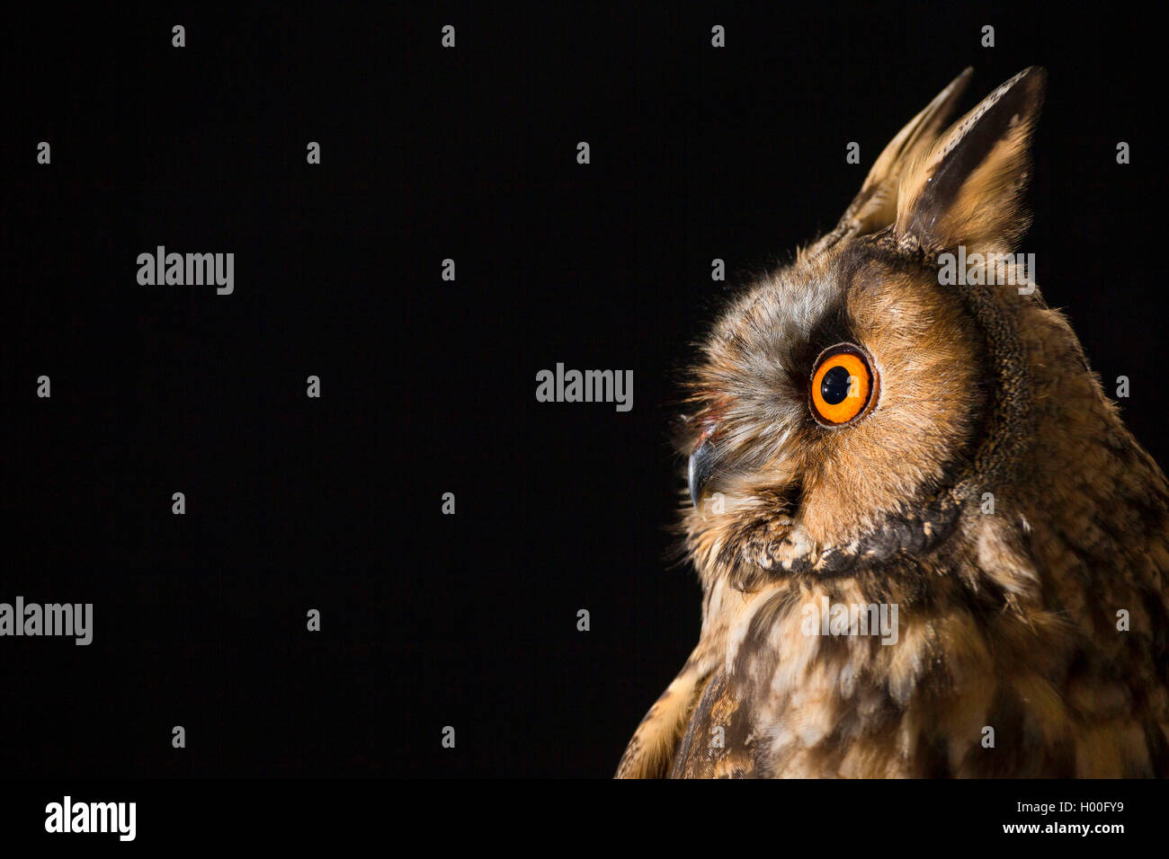 Long-eared Owl (Asio otus), portrait, Allemagne Banque D'Images