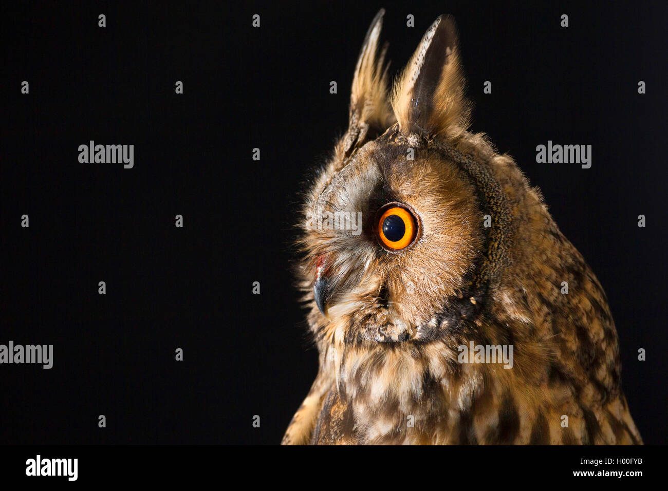 Long-eared Owl (Asio otus), portrait, Allemagne Banque D'Images
