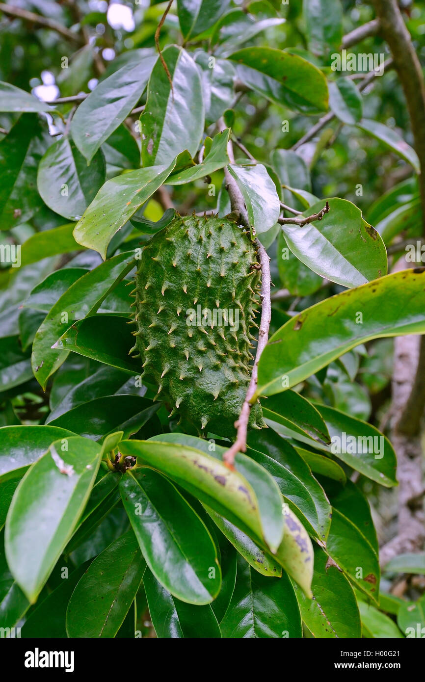 Sour sop (Annona muricata), des fruits sur un arbre, Seychelles, Mahe Banque D'Images