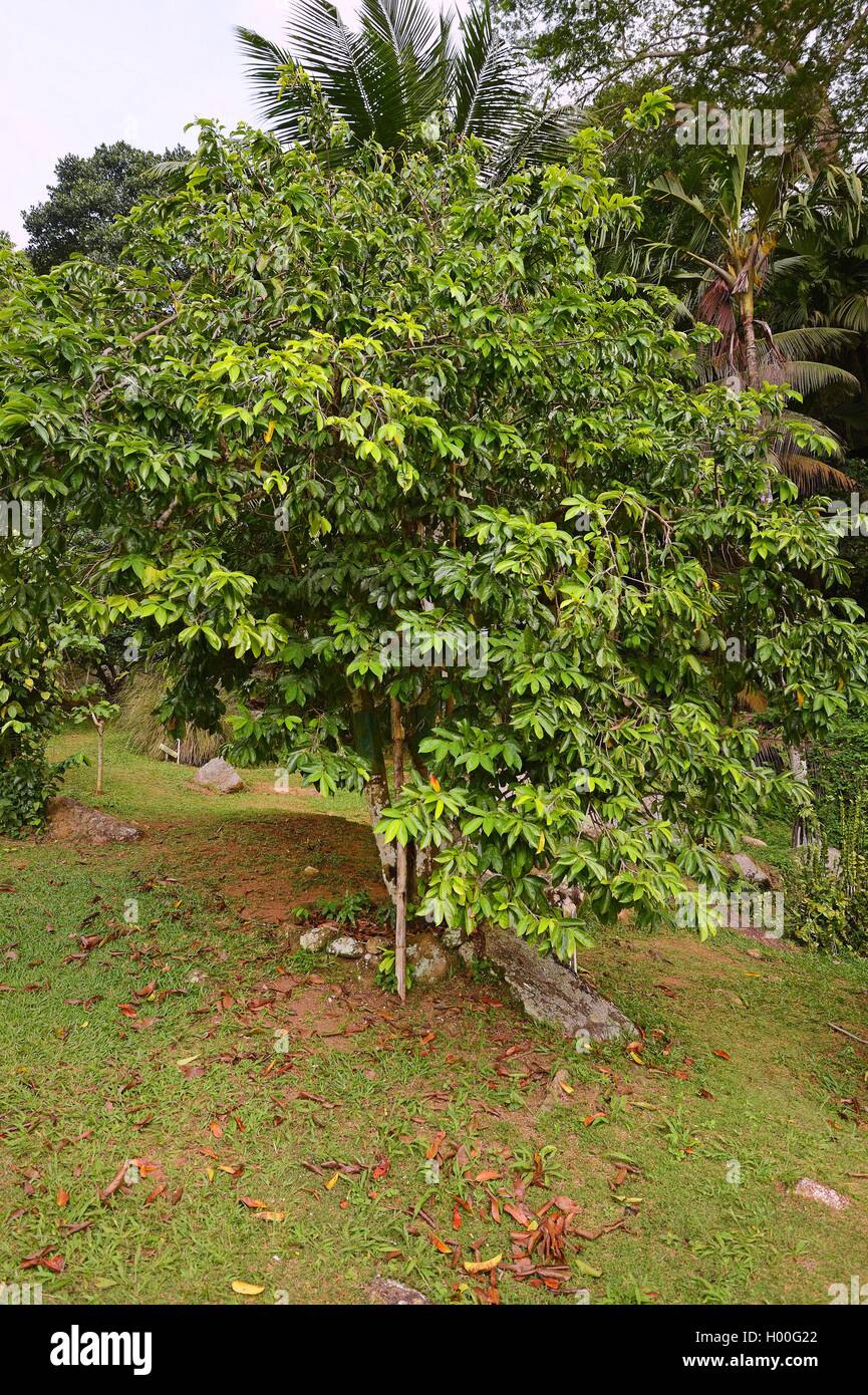 Sour sop (Annona muricata), Seychelles, Mahe Banque D'Images