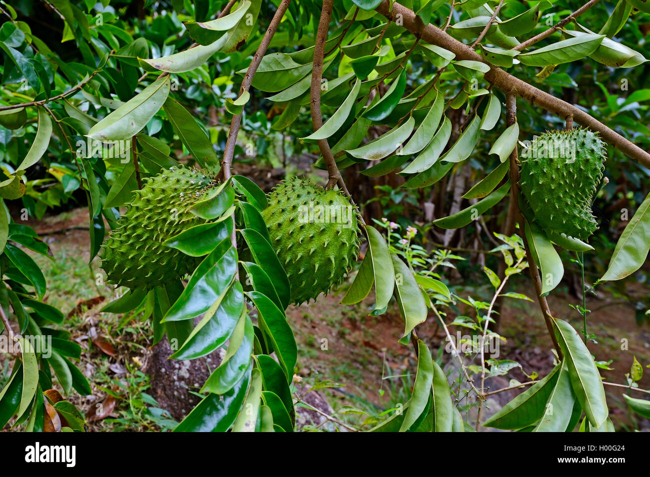 Sour sop (Annona muricata), des fruits sur un arbre, Seychelles, Mahe Banque D'Images