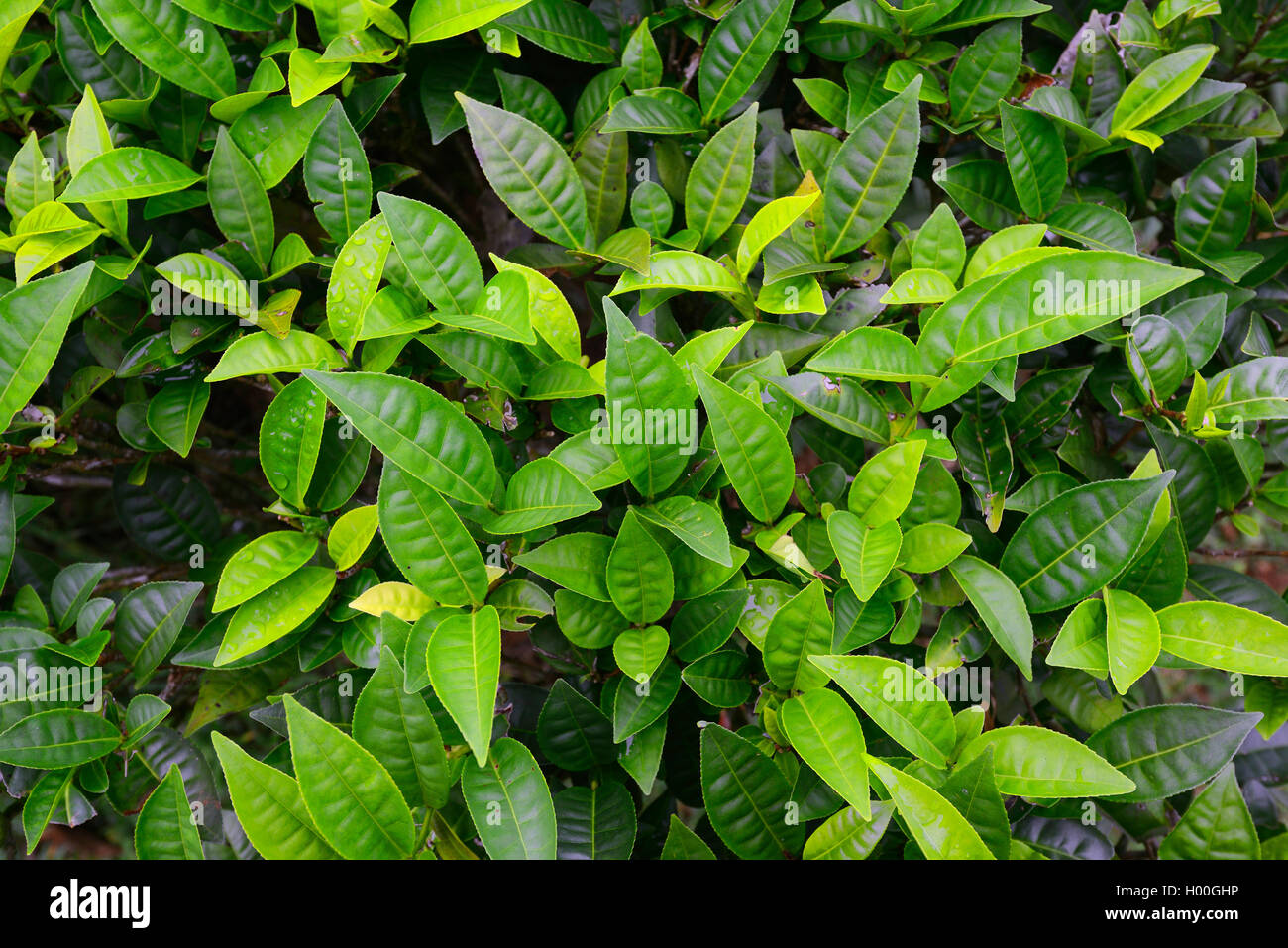 Usine de thé (Camellia sinensis, Thea sinensis), l'usine de thé sur l'île de Mahe, Seychelles, Mahe Banque D'Images