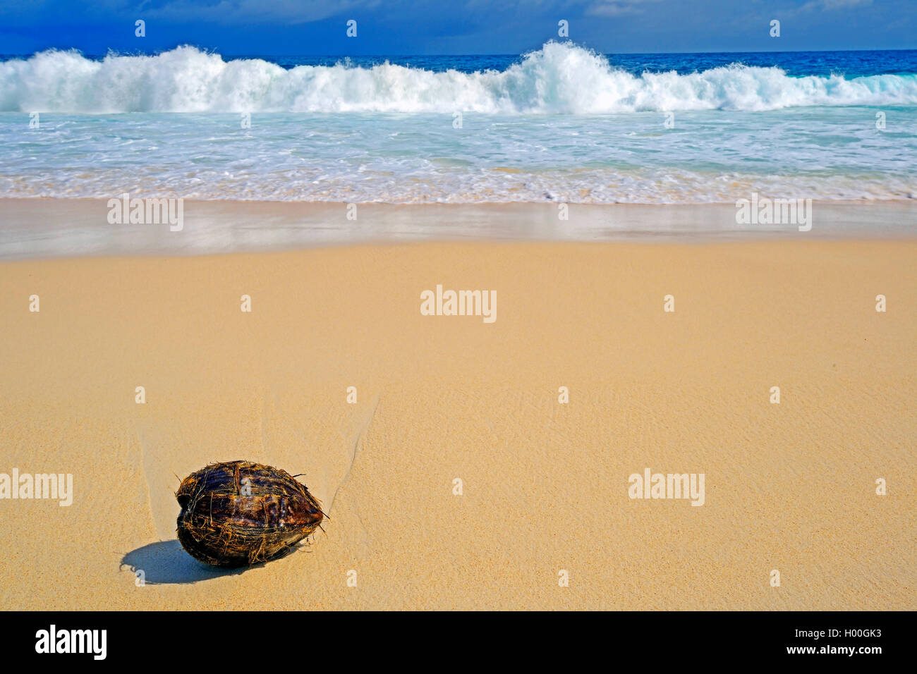 Cocotier (Cocos nucifera), la noix de coco sur la plage de rêve Anse Intendance, Seychelles, Mahe Banque D'Images