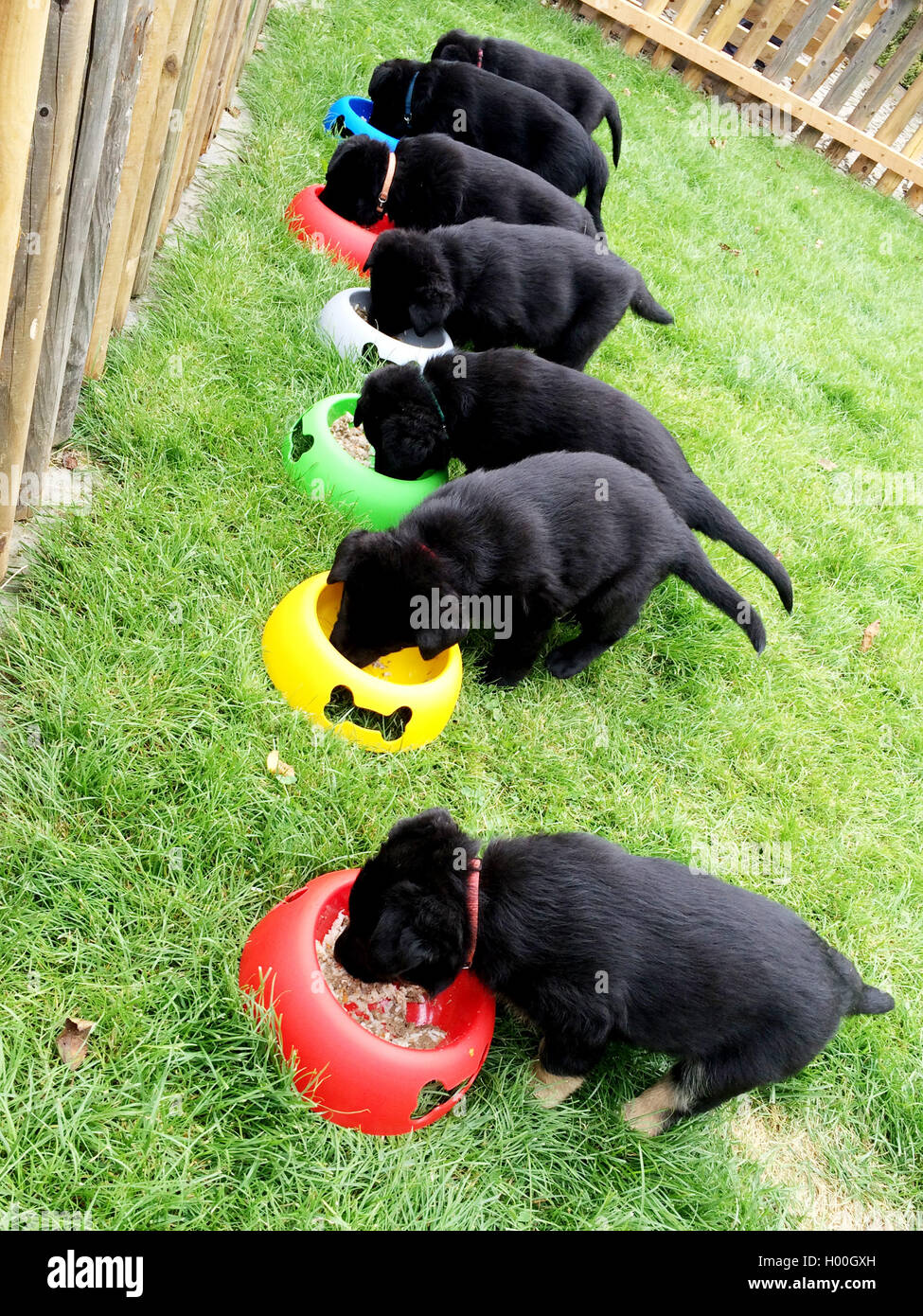 Chiot Berger allemand noir, paquet de chiots, chiens de travail, l'élevage,  le GSD Photo Stock - Alamy