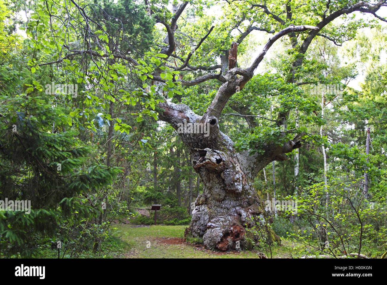 Le chêne commun, le chêne pédonculé, chêne pédonculé (Quercus robur), 1000 ans de chêne ancien, la Suède, l'Oeland, Trollskogen Wald Banque D'Images