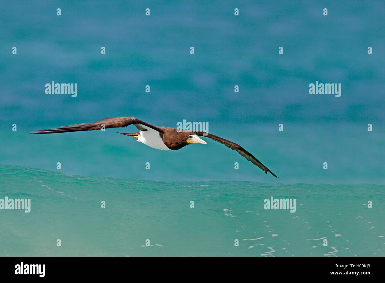 Fou brun (Sula leucogaster), volant au-dessus de l'océan, les îles du Cap Vert, Boa Vista Banque D'Images