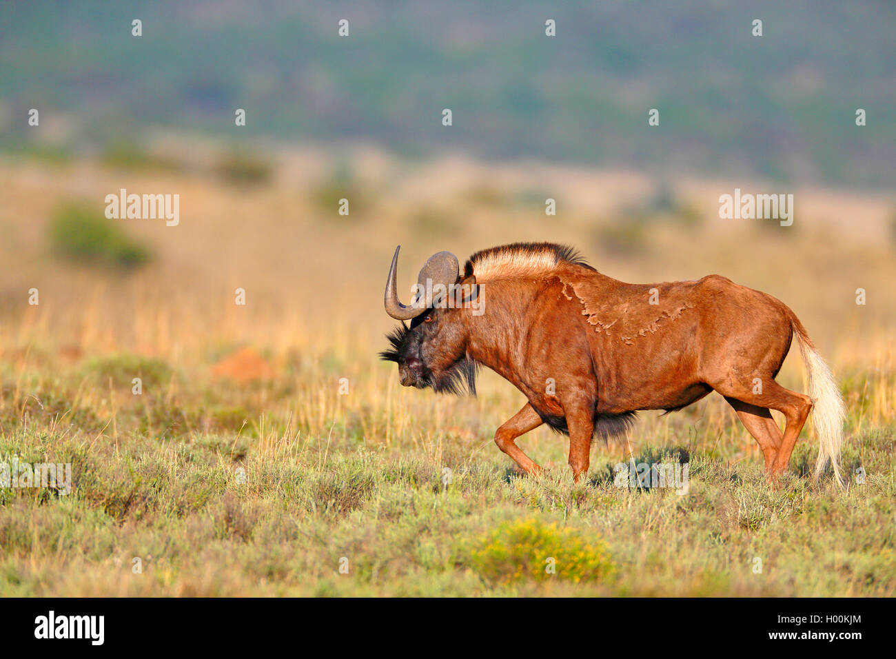 Le gnou noir, le cerf de gnu (Connochaetes gnou), court à travers la savane, Afrique du Sud, Eastern Cape, Mountain Zebra National Park Banque D'Images