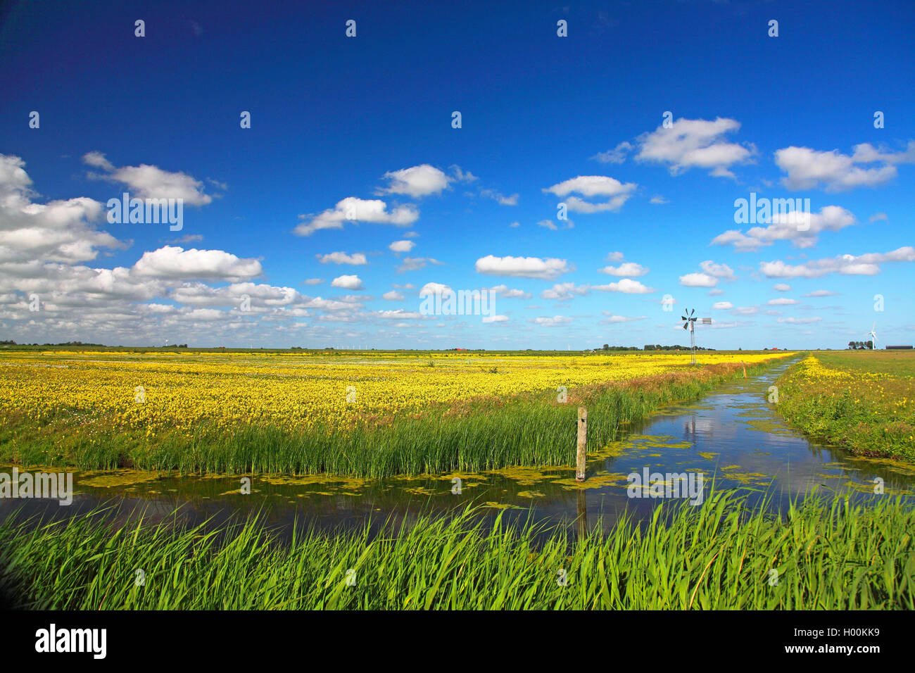 Prairies humides avec hochet, Pays-Bas, Frise Banque D'Images