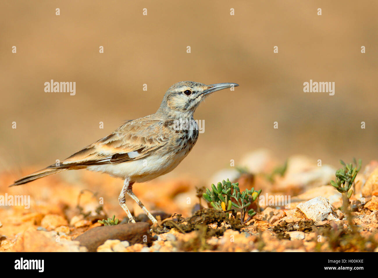 Bifasciated huppe alouette, Alouette (Alaemon alaudipes), se dresse sur le terrain, Cap Vert, Boa Vista Banque D'Images