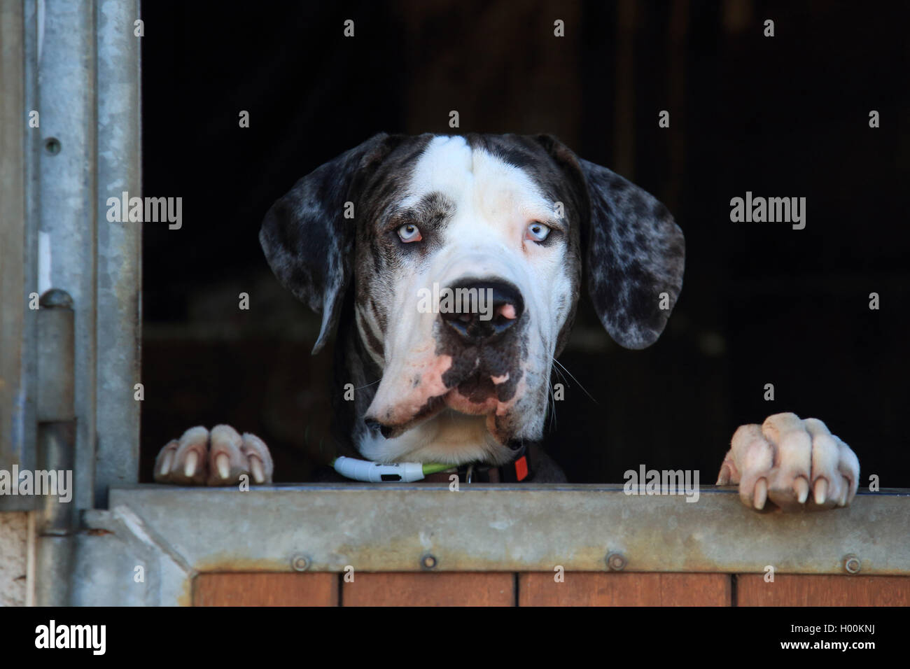 Grand Danois (Canis lupus f. familiaris), à la recherche d'une horsebox, Allemagne Banque D'Images