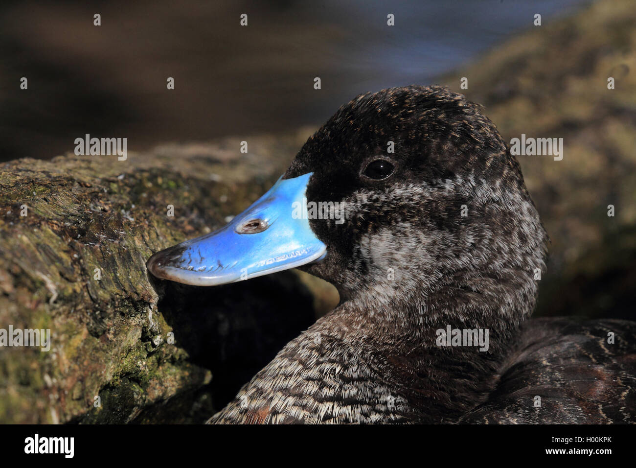 Le lac Argentin (Oxyura vittata), drake avec bill bleu, portrait Banque D'Images