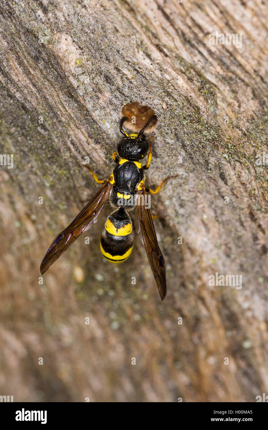 Wasp (Symmorphus potter cf. gracilis), à l'entrée du nid, Allemagne Banque D'Images