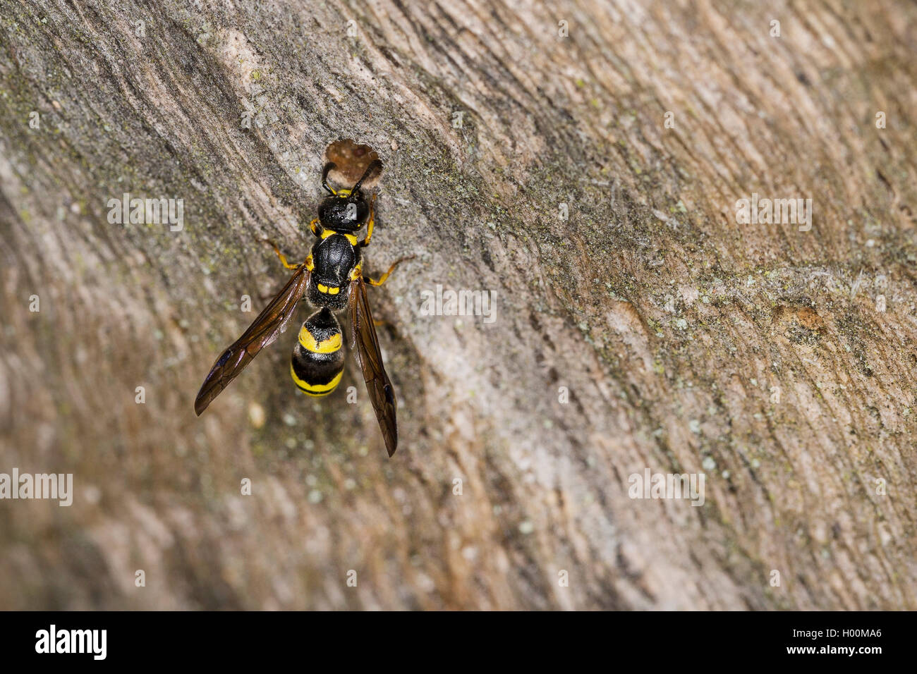 Wasp (Symmorphus potter cf. gracilis), à l'entrée du nid, Allemagne Banque D'Images