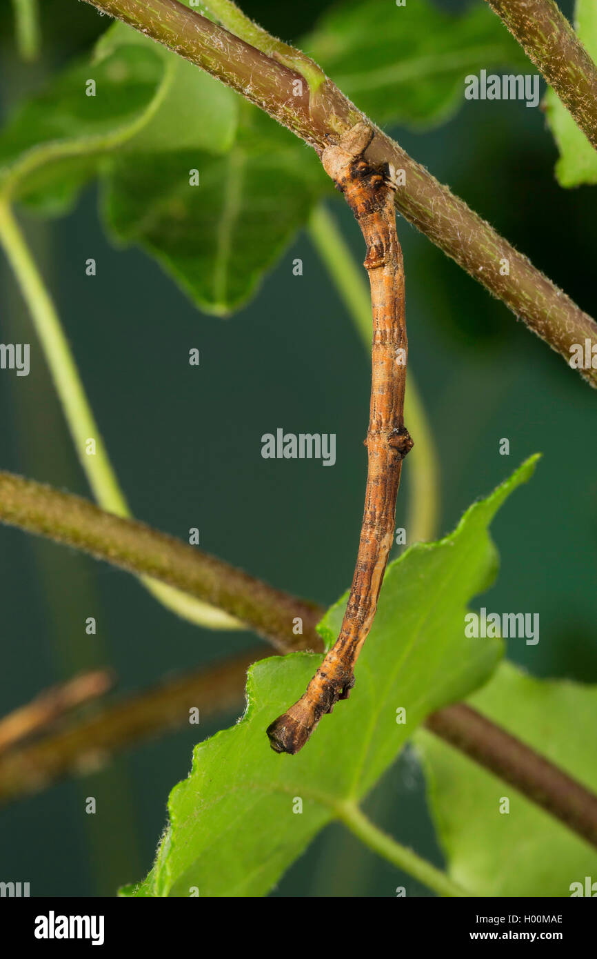 Milan à queue fourchue (Ourapteryx sambucaria), Caterpillar se nourrit de lierre, de la mimésis, direction générale de l'Allemagne Banque D'Images