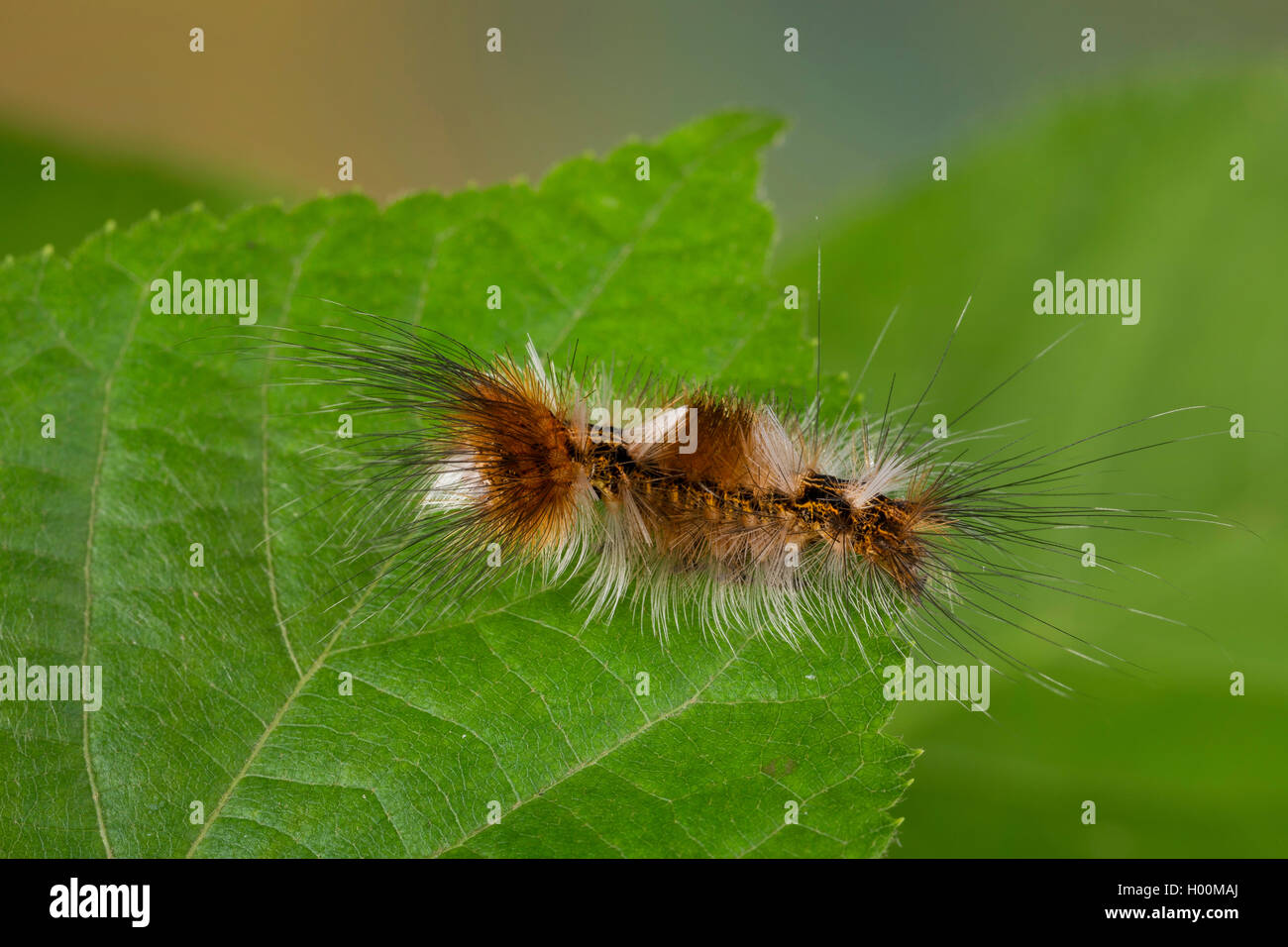 (Arctornis V noir l-nigrum, Arctornis pusillata, Phalaena l-nigrum), Caterpillar sur une feuille, Allemagne Banque D'Images