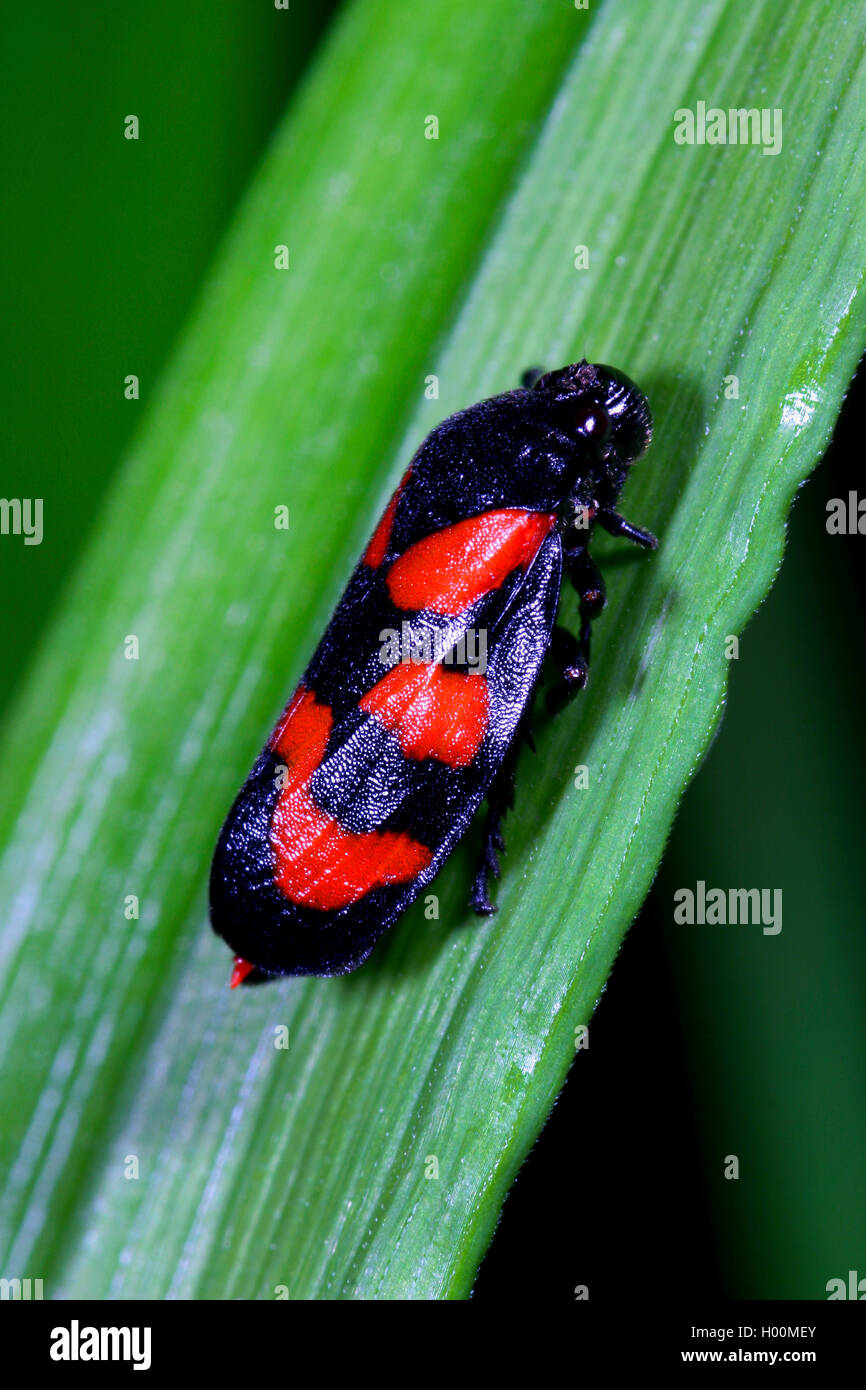 Noir et rouge (Cercopis froghopper Cercopis vulnerata, sanguinea), sur une feuille, Allemagne Banque D'Images