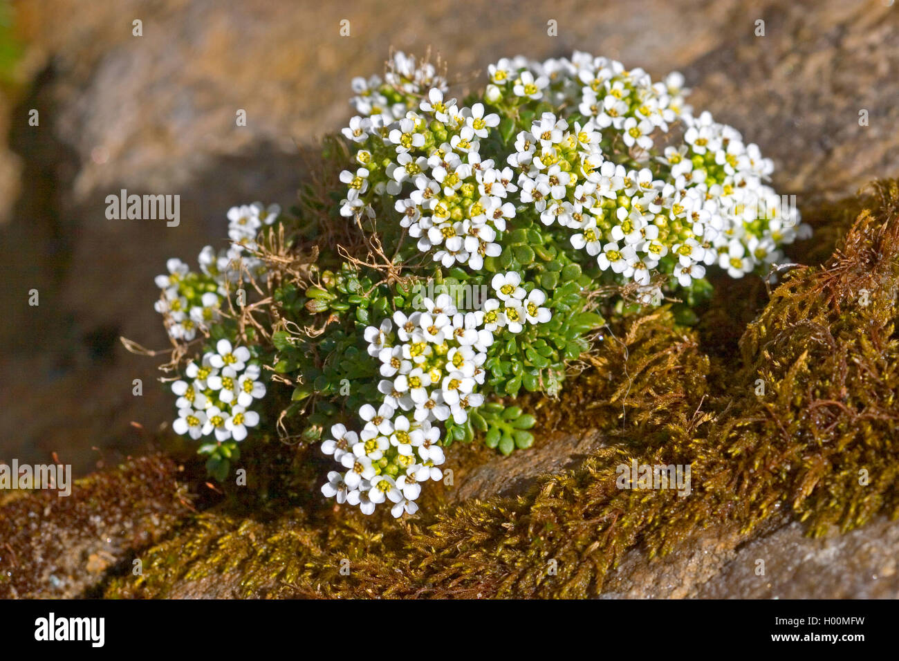 Cresson des Chamois, Chamois Grass (Hornungia Pritzelago alpina, alpina, Hutchinsia alpina, Iberidella alpina), blooming, Allemagne Banque D'Images