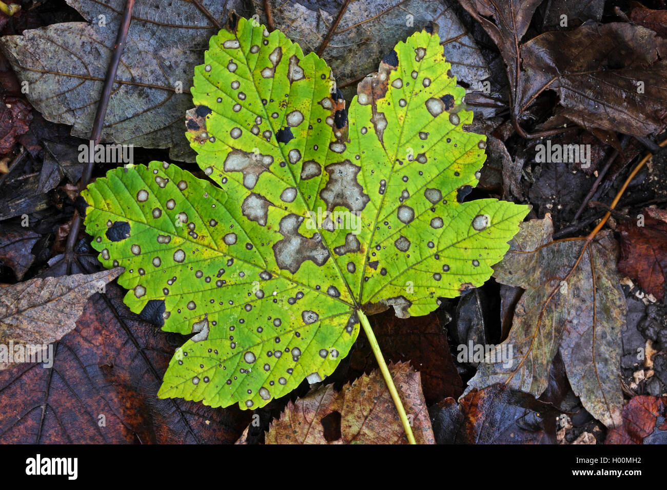 L'érable sycomore, grand érable (Acer pseudoplatanus), la décomposition des feuilles d'automne, Allemagne Banque D'Images
