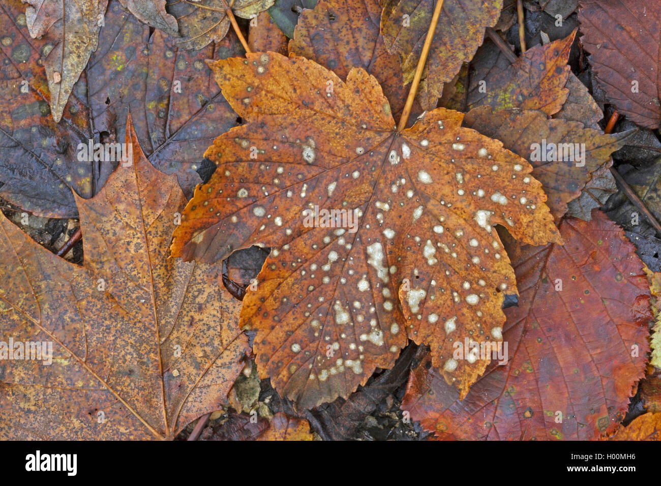 L'érable sycomore, grand érable (Acer pseudoplatanus), la décomposition des feuilles d'automne, Allemagne Banque D'Images