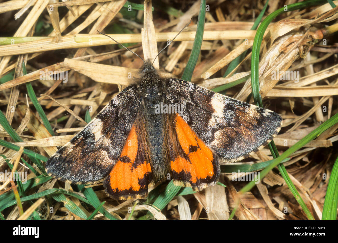 Ailes Orange (Archiearis parthenias), sur le terrain, Allemagne Banque D'Images