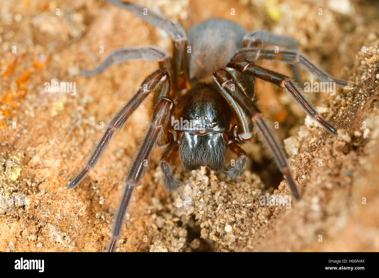 White-eyed araignées (Amaurobiidae), sur le terrain, Autriche Banque D'Images