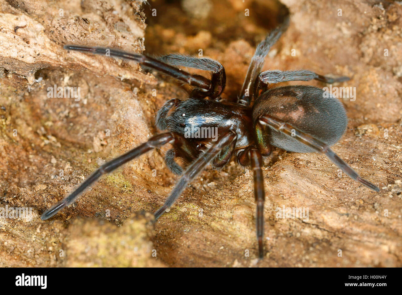 White-eyed araignées (Amaurobiidae), sur le terrain, Autriche Banque D'Images