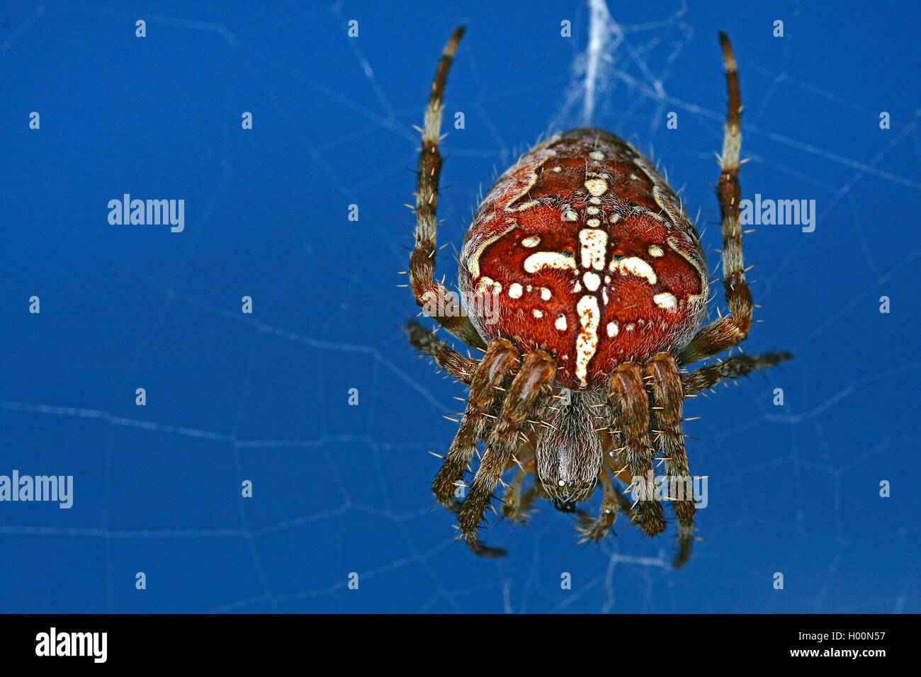 Gemeine Kreuzspinne Gartenkreuzspinne Garten-Kreuzspinne, (Araneus diadematus,), Weibchen, Oesterreich | cross orbweaver, Europe Banque D'Images