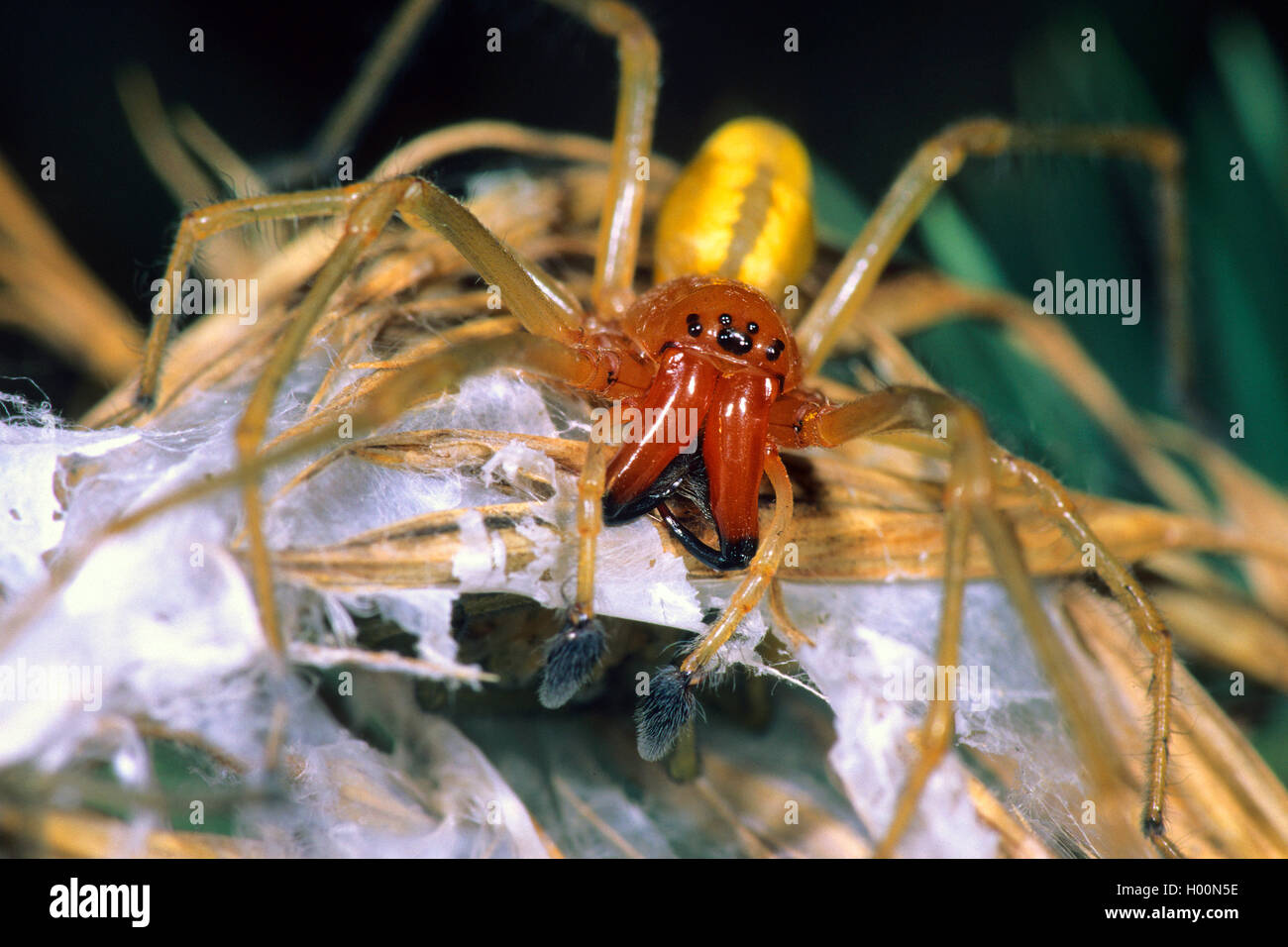 Sac européenne (araignée Cheiracanthium punctorium), homme, Autriche Banque D'Images