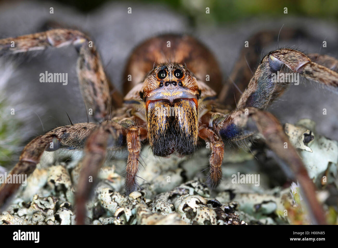 Faux tarantula (Hogna radiata radiata, Tarentula Lycosa, balearica), Femme, Autriche Banque D'Images