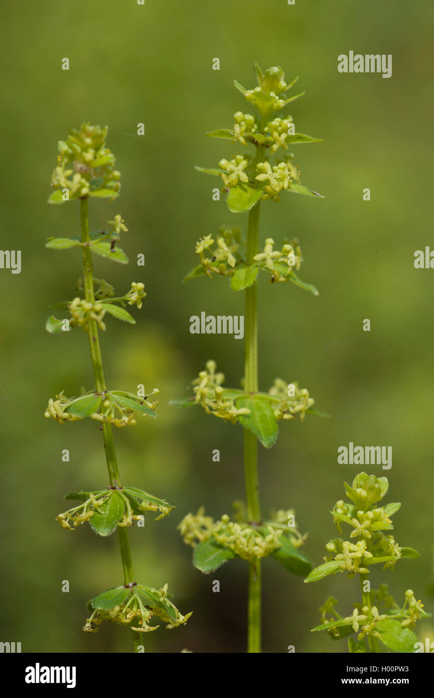 Slender Crosswort (Cruciata glabra), blooming, Autriche Banque D'Images