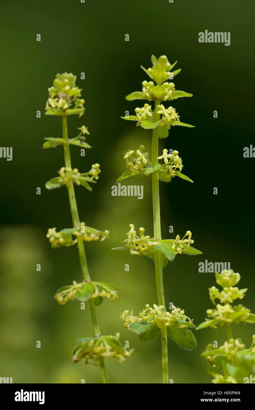 Slender Crosswort (Cruciata glabra), blooming, Autriche Banque D'Images
