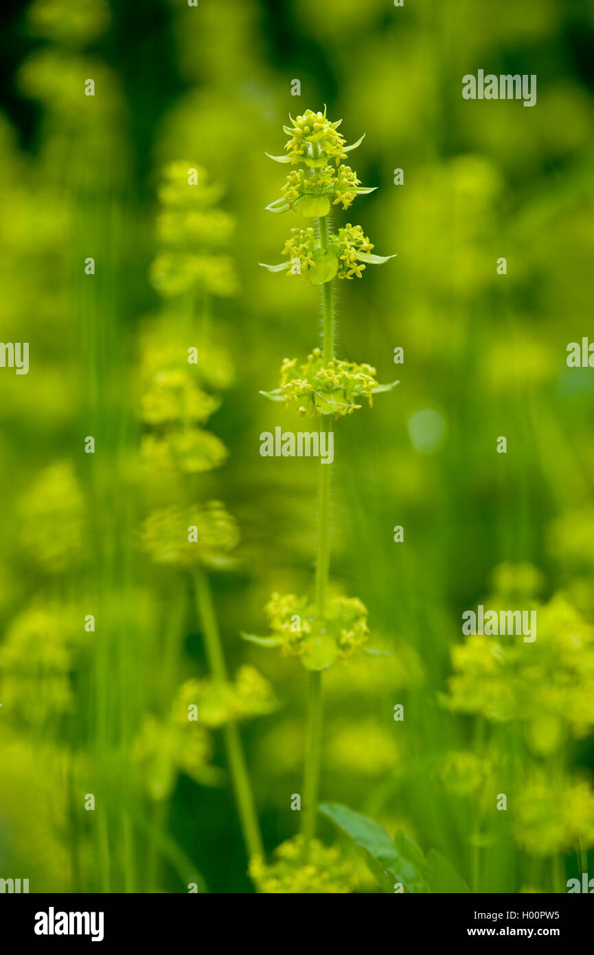 Crosswort, gaillet (Cruciata laevipes), blooming, Autriche Banque D'Images