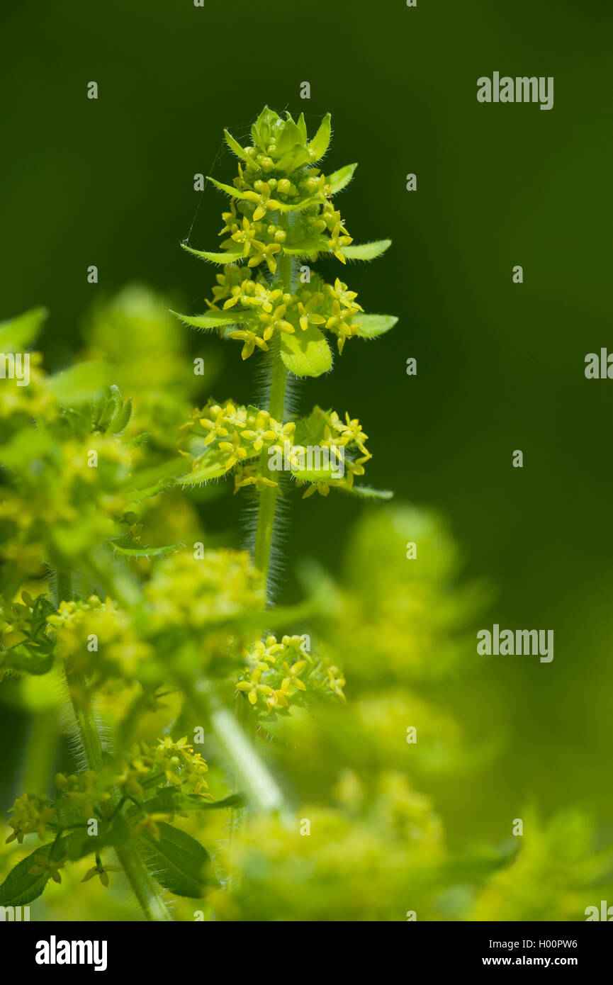 Crosswort, gaillet (Cruciata laevipes), blooming, Autriche Banque D'Images