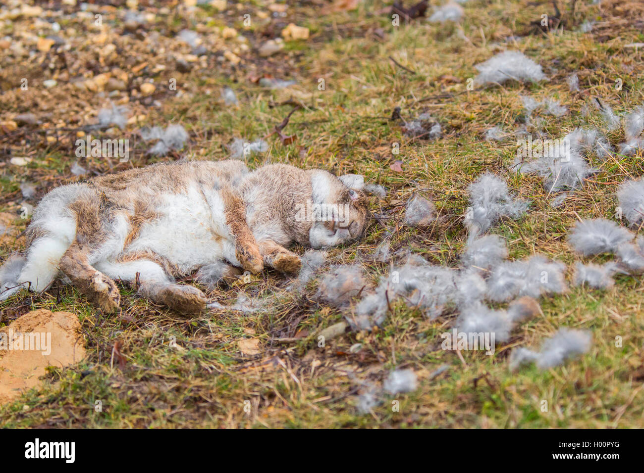 Lapin de garenne (Oryctolagus cuniculus), pris par un oiseau de proie, Allemagne Banque D'Images