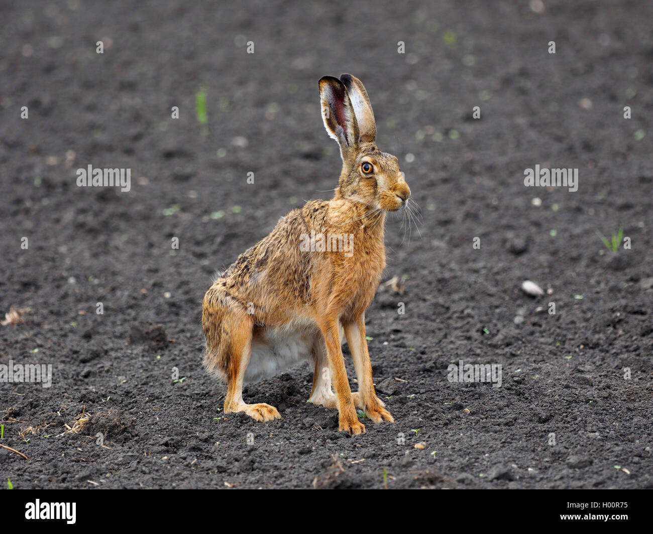 Lièvre européen, lièvre Brun (Lepus europaeus), se trouve dans un champ à la sécurisation, l'Autriche, le parc national de Neusiedler See Banque D'Images