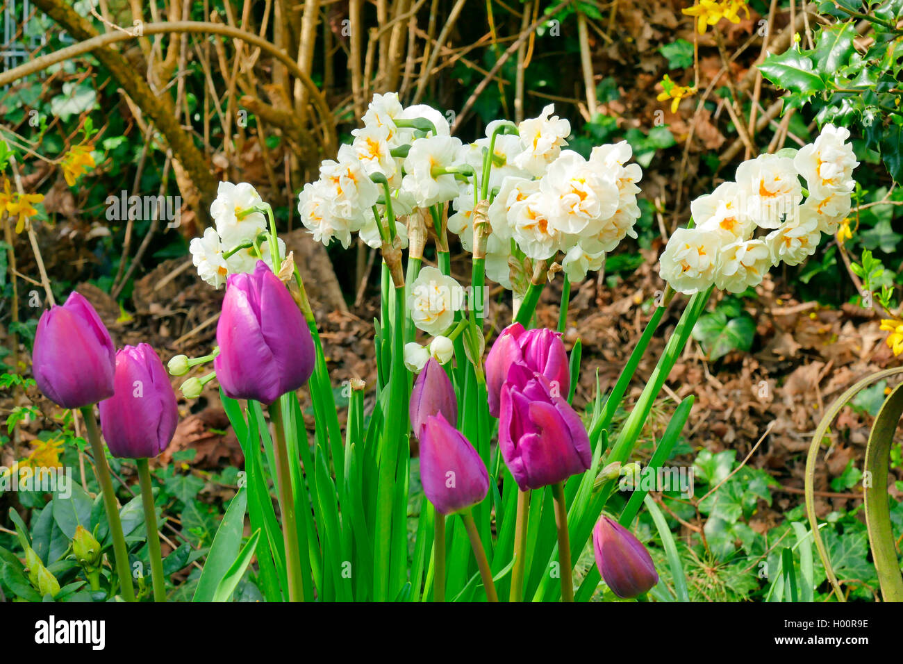 Osterglocke Narzisse, Narcissus (spec.), bluehende Tulpen und Narzissen im Garten | jonquille (Narcissus spec.), tulipes en fleurs Banque D'Images