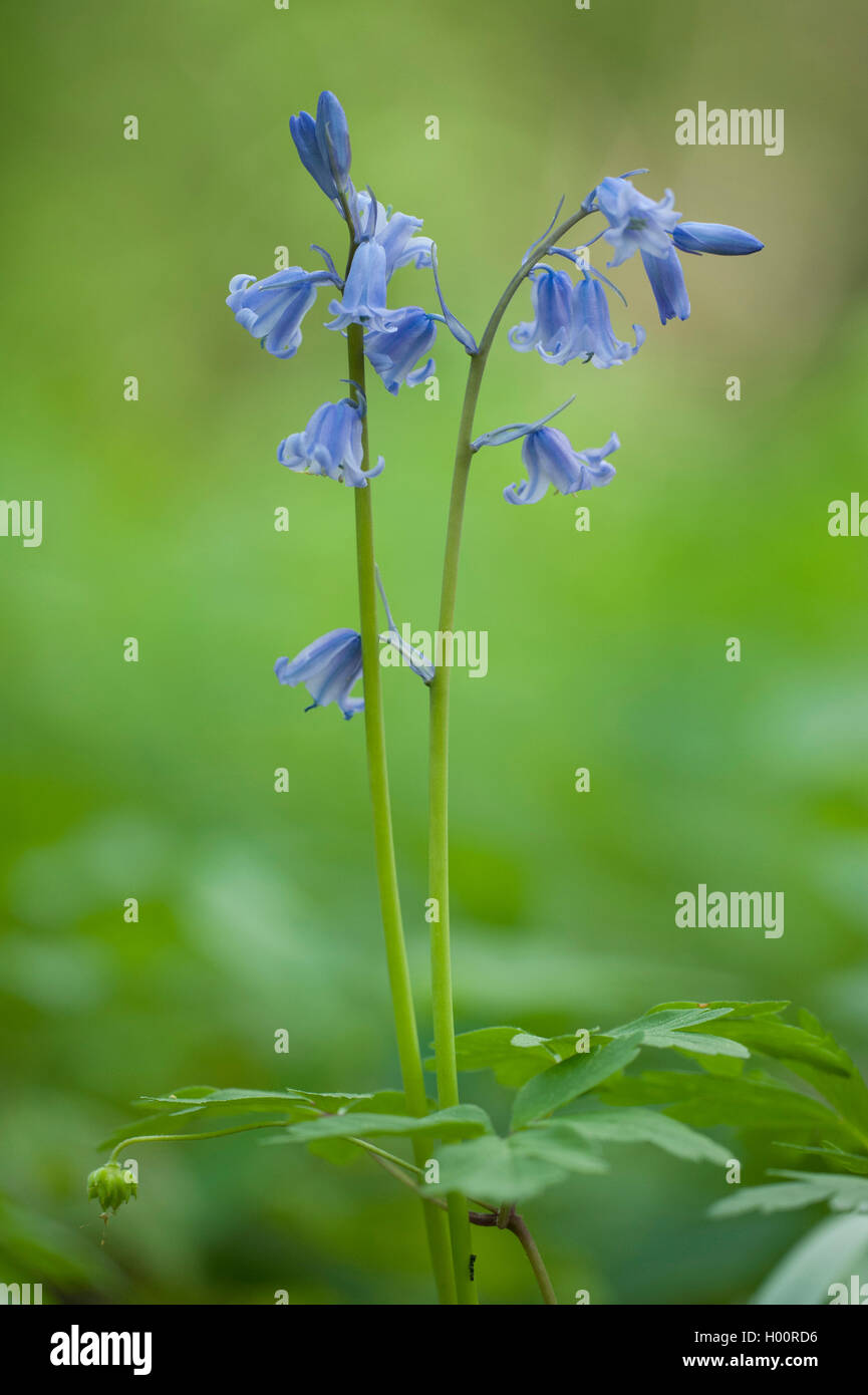 Bluebell espagnol (Hyacinthoides hispanica), blooming Banque D'Images