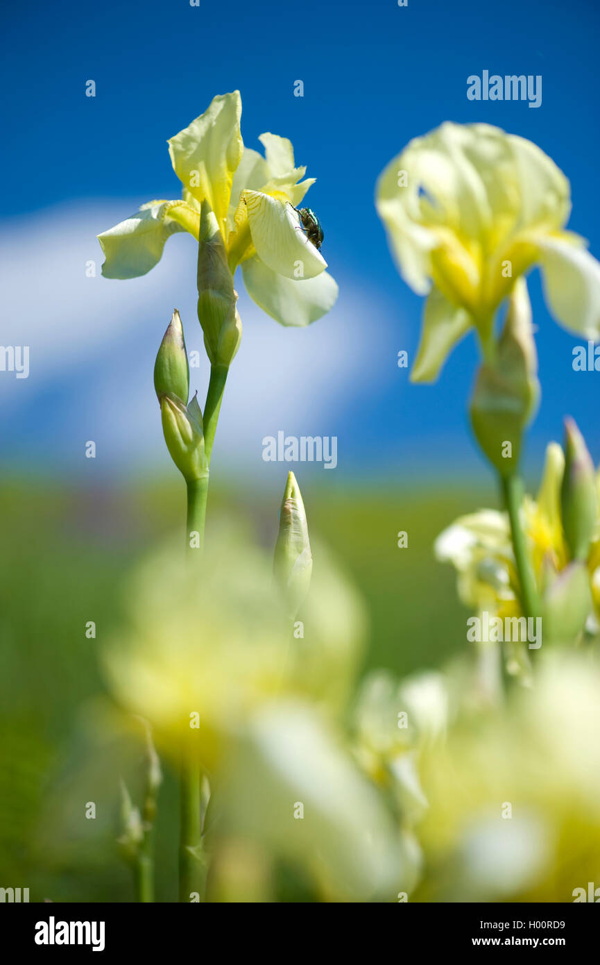 Iris jaune-citron (Iris flavescens, Iris x flavescens), blooming Banque D'Images