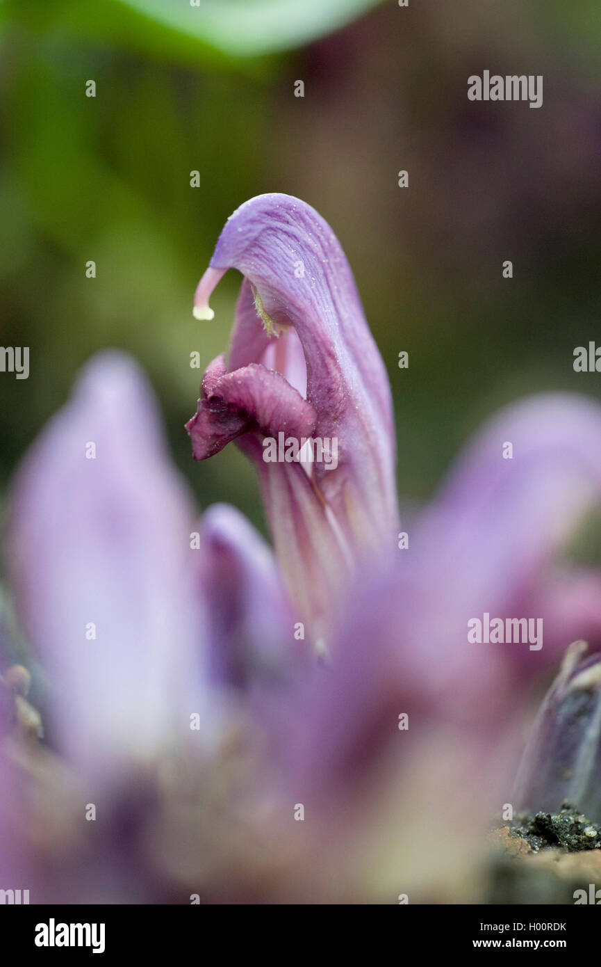 Toothwort toothwort violet, caché (Lathraea clandestina, Clandestina purpurea, Clandestina penduliflora), blooming, France Banque D'Images