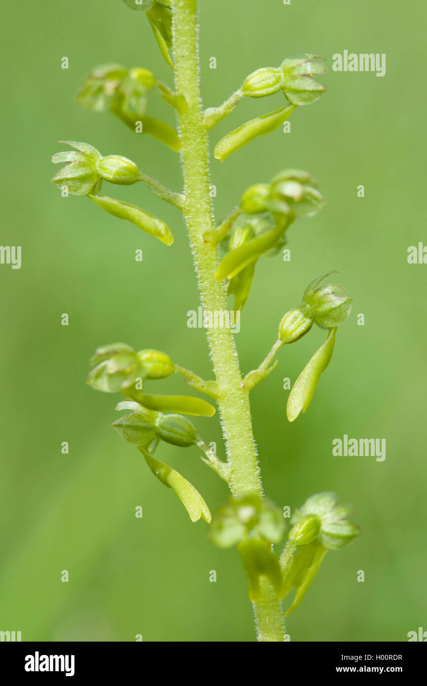 Listère commun, la listère Listera ovata (feuilles, fleurs), l'Allemagne, Gronau Banque D'Images