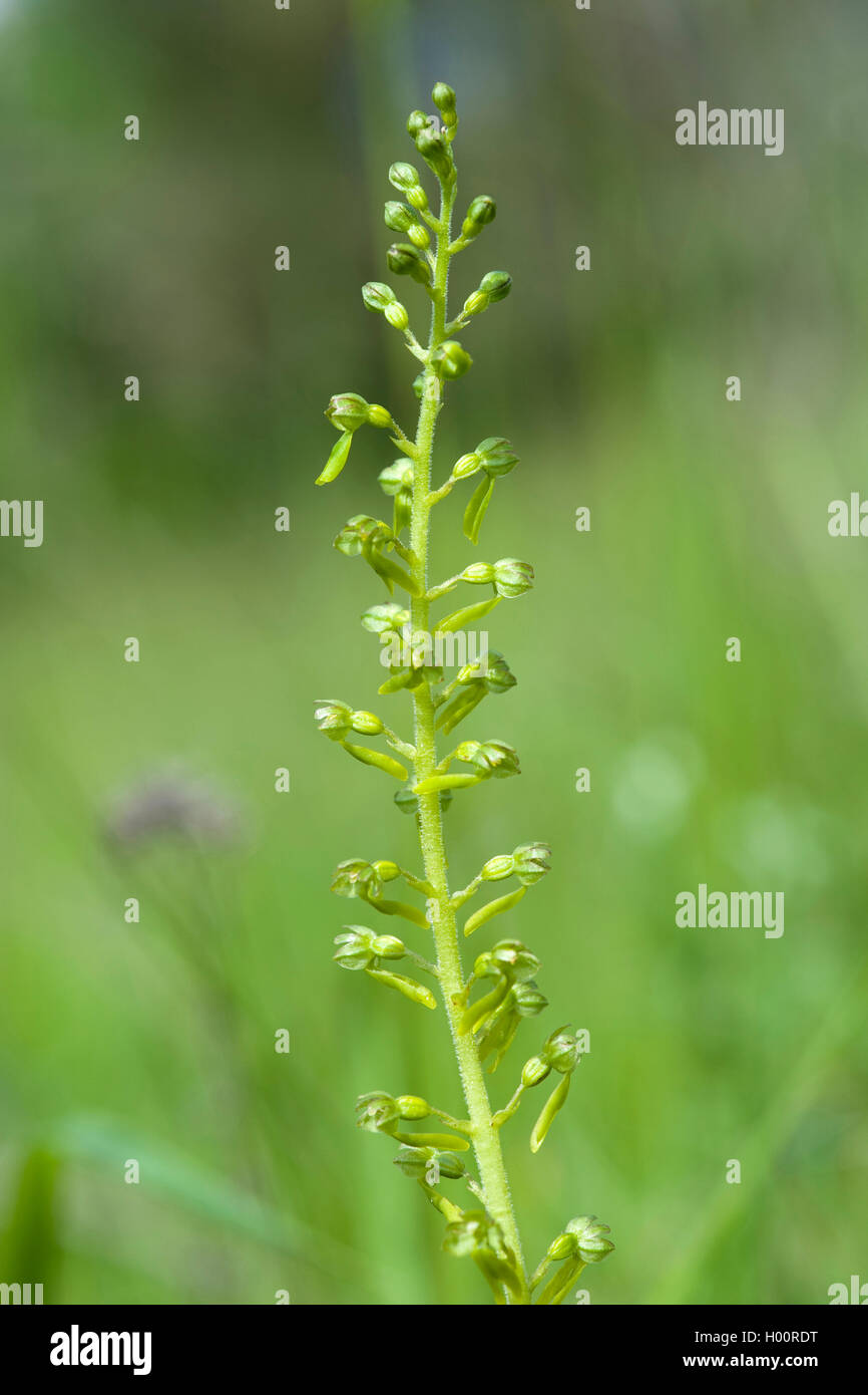 Listère commun, la listère Listera ovata (feuilles, fleurs), Allemagne Banque D'Images