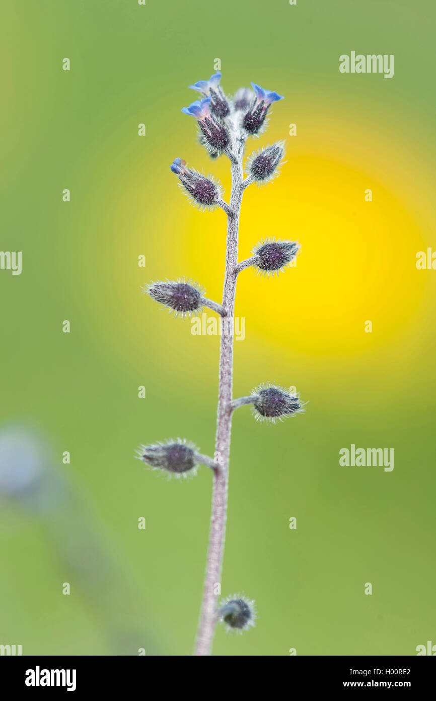 Début de forget-me-not (Myosotis ramosissima), inflorescence, Allemagne Banque D'Images