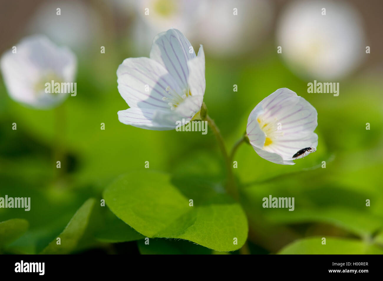 L'oxalide commun, l'oxalide de Dillénius, trèfle irlandais (Oxalis acetosella), blooming, Allemagne Banque D'Images