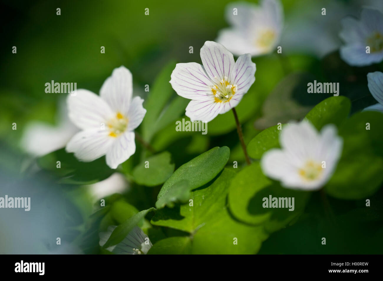 L'oxalide commun, l'oxalide de Dillénius, trèfle irlandais (Oxalis acetosella), blooming, Allemagne Banque D'Images