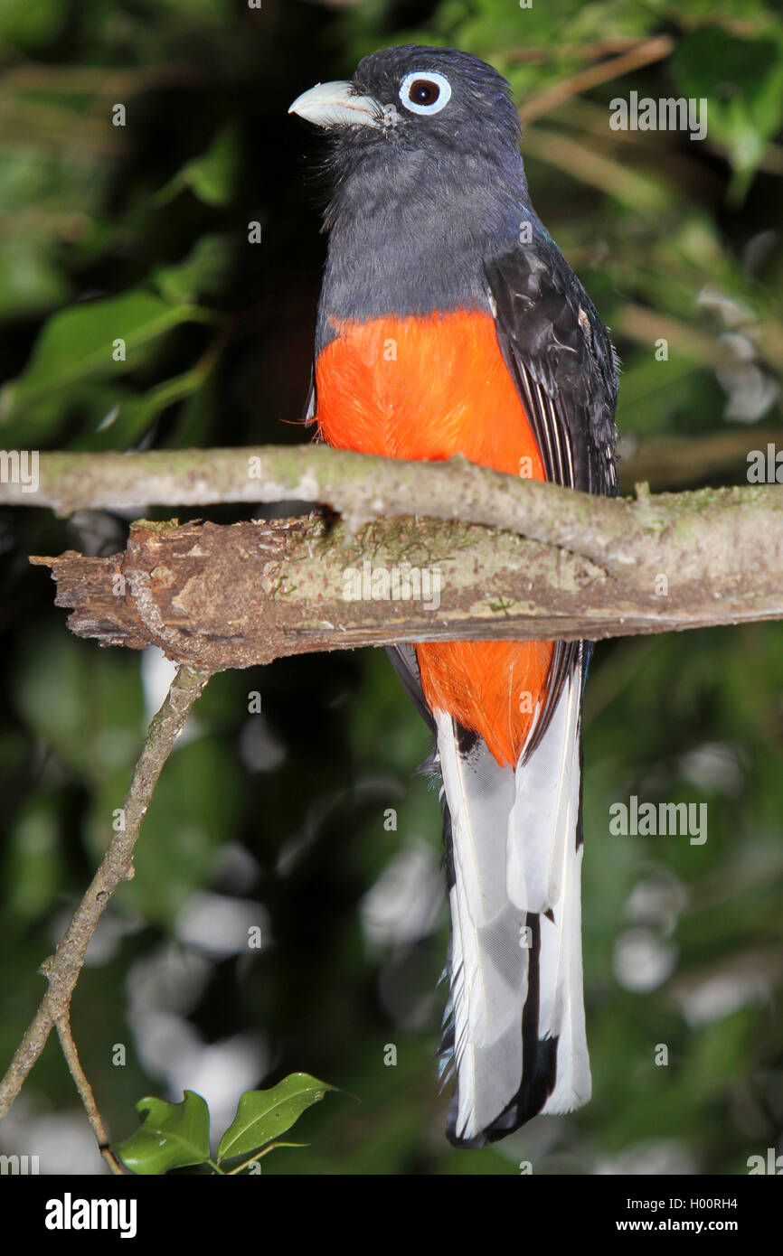 Baird (trogon Trogon bairdii), homme, Costa Rica Banque D'Images