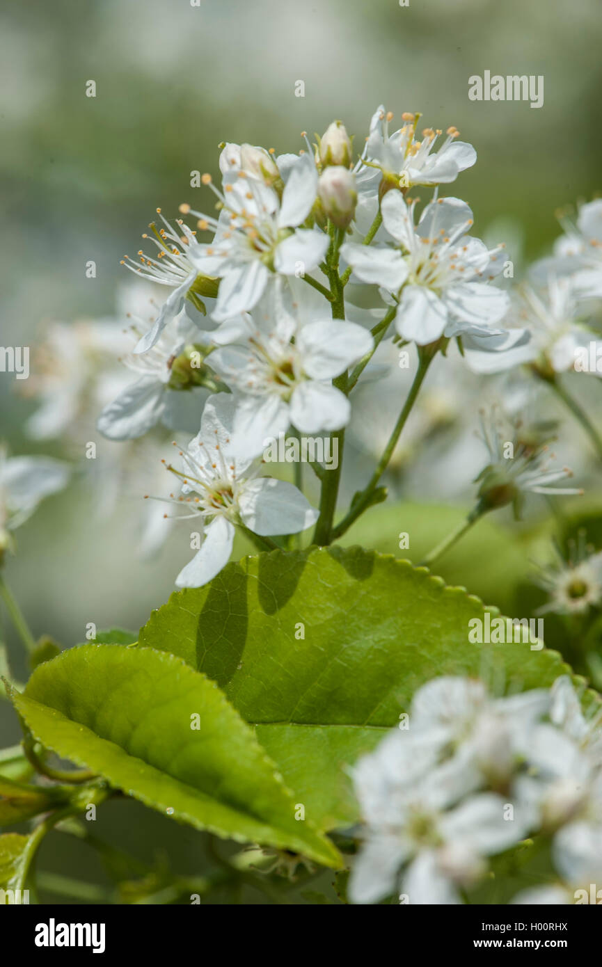 Cerise parfumée, St cerisier Mahaleb, cherry (Prunus mahaleb, Cerasus mahaleb), blooming, Allemagne Banque D'Images
