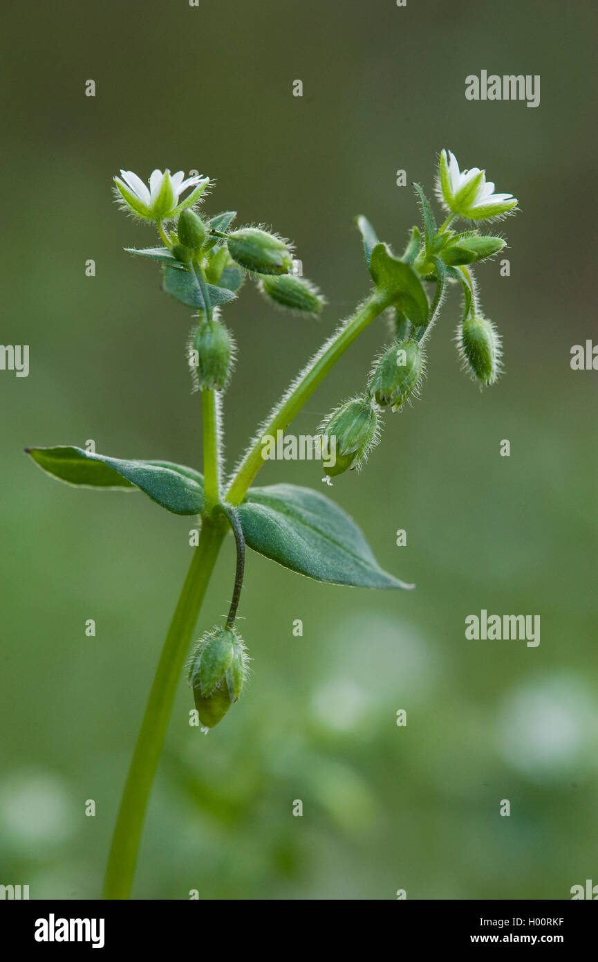 Le mouron des oiseaux (Stellaria media), fleurs, Allemagne Banque D'Images