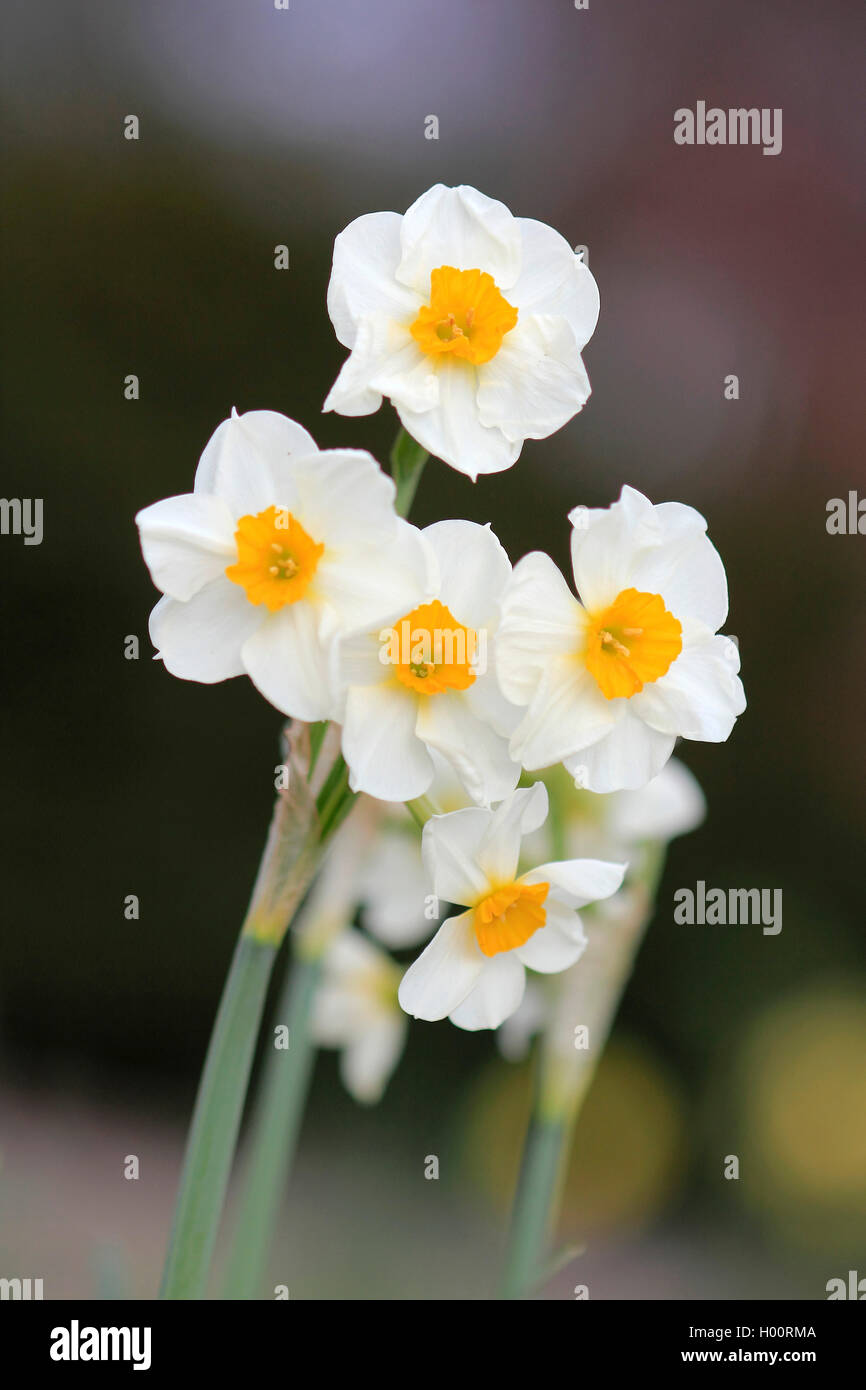 Osterglocke Narzisse, Narcissus (spec.), jonquille (Narcissus bluehend | spec.), la floraison, Allemagne | BLWS424771.jpg [ (c) blickwi Banque D'Images