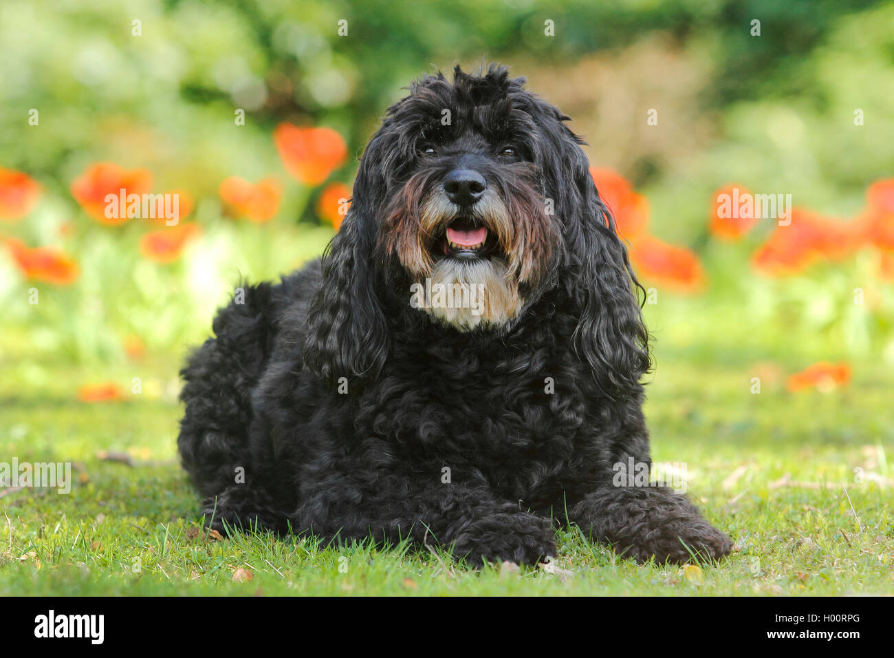Dog (Canis lupus f. familiaris), 6 ans-caniche bouvier mixed breed dog couché dans une prairie en face de tulipes rouges, vue avant, Allemagne Banque D'Images