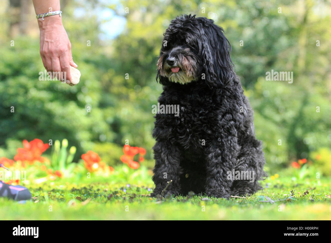 Dog (Canis lupus f. familiaris), 6 ans-caniche bouvier mixed breed dog sitting dans une prairie en face de tulipes rouges, vue avant, Allemagne Banque D'Images